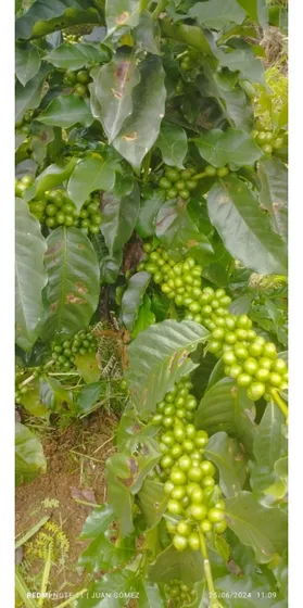 Vendo Finca Cafetera En Betulia Antioquia