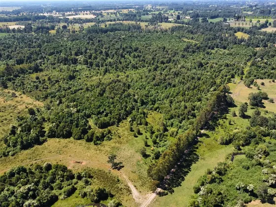 Campo De 68 Hectareas En Venta En Río Bueno