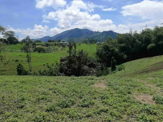 Lote En En Venta En Sector Combia/pereira (279058092).