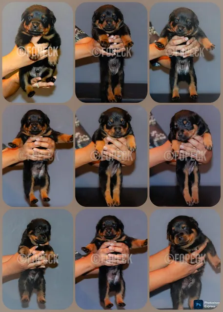 Rottweiler Cachorros 