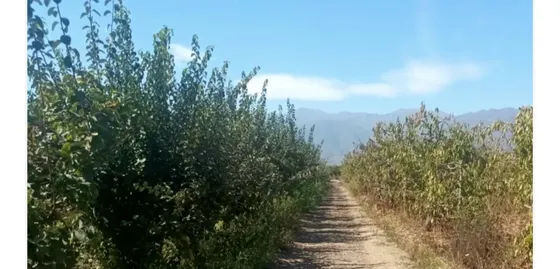 Vendo Parcelas De 5000m2 Urbanizadas Tunca