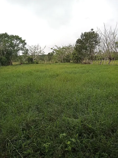 Finca Ganadera En Hatillo Monte Plata Con 100 Tareas Con Luz Y Pozo Recibo Minibus Y Bitcoin 