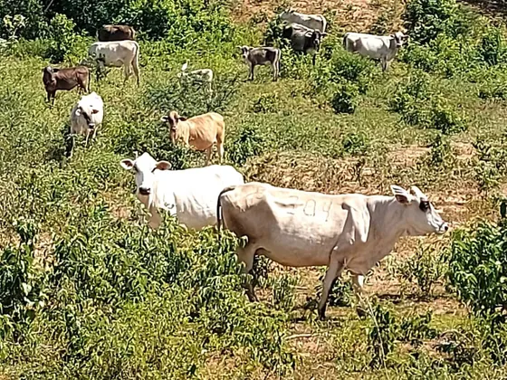 En Venta Finca  Ubicada Cerca Del Municipio Capadare, Estado Falcón, Venezuela