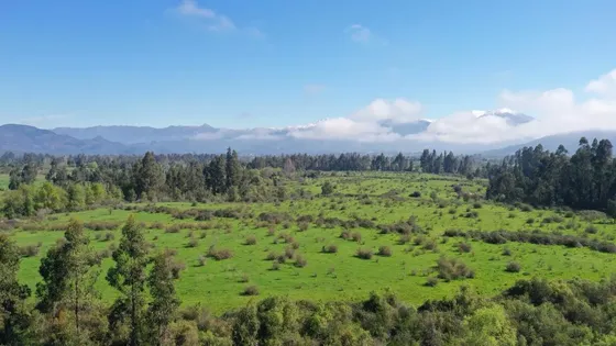 Campo 77ha Buen Precio Y Condiciones Ideal Avellano Europeo