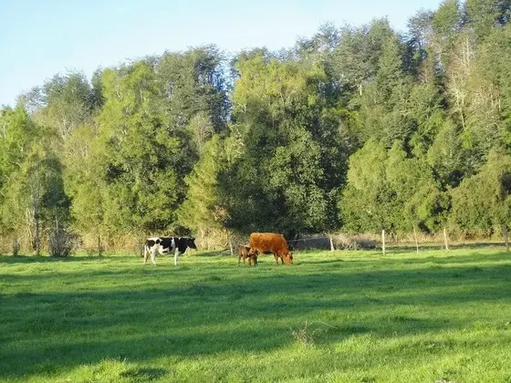 Agrícola En Venta En Mafil