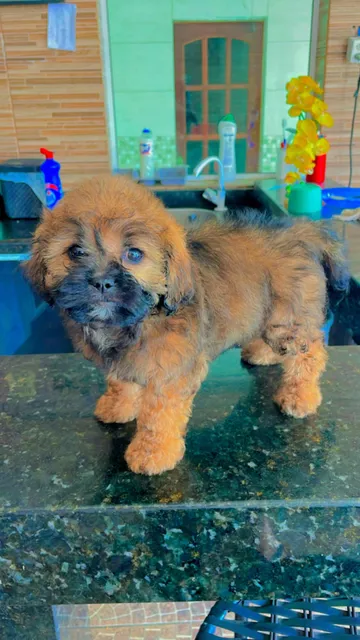 Filhotes Shihtzu