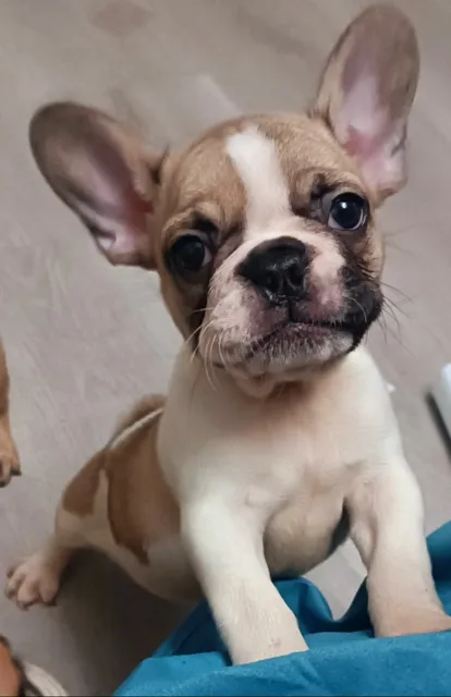 Cachorros Bulldog Francés