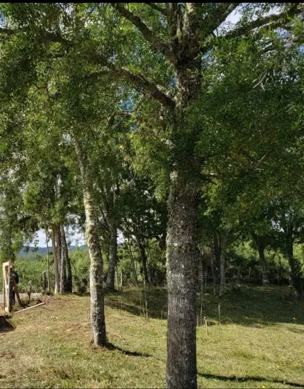 En Venta Terreno Ubicado En La Comuna De Maullín
