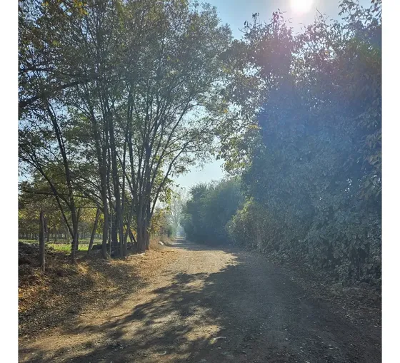Parcela En Buin /alcalde Alberto Krumm
