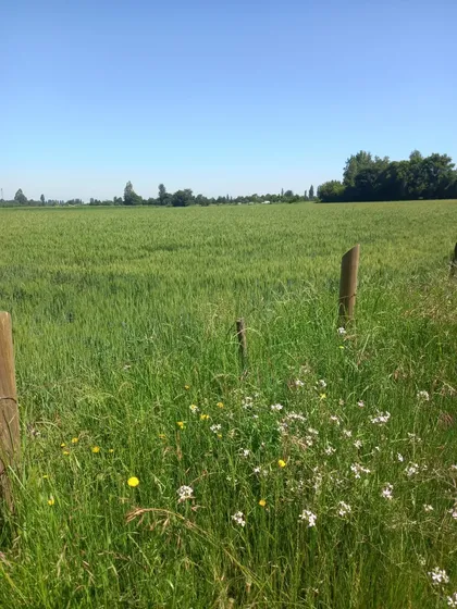 Terreno Agrícola 25.000 M2 Con Riego - Quillaimo - Parral