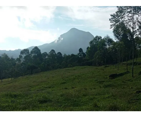 Vendo Lote En Fredonia Para Cultivos O Ganadería De 10 Cuadras