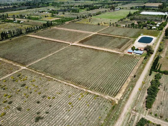 Finca, Bodega Artesanal Y Casa En San Rafael, Medoza.