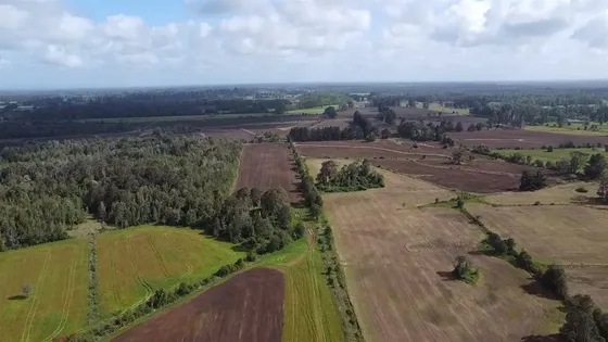 Agrícola En Venta En Purranque