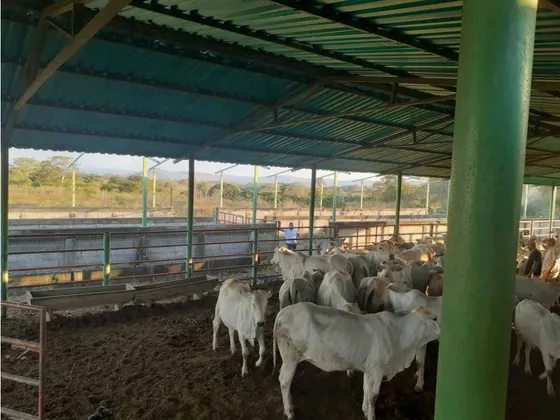 Venta, Finca De 650 Has.cojedes El Pao. Agua De Pozo Luz Trifasica