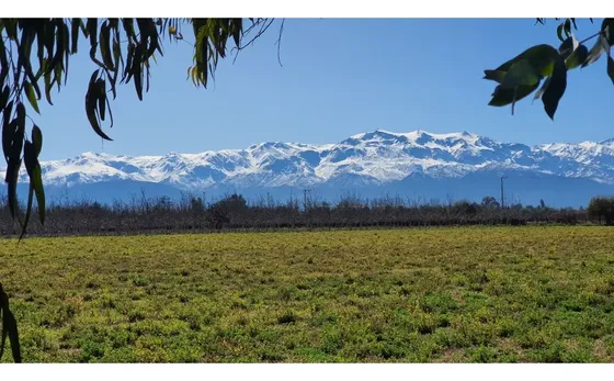Venta Parcela 5000 M2 Con Nogales En Rinconada De los Andes