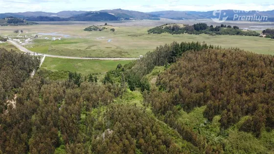 Predio Forestal Y Parcelas En Venta En Arauco