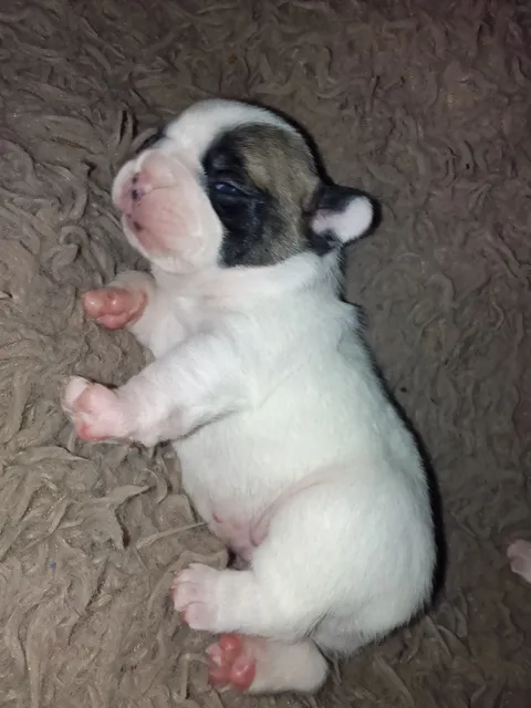 Bulldogs Frances Disponibles