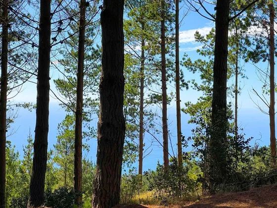 Sitio En Venta En Loteo Fundo Boyeruca, Comuña Vichuquén