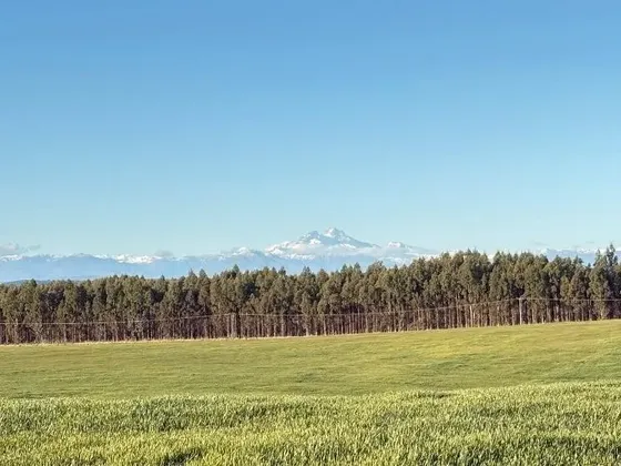 Agrícola En Venta En Los Angeles - 39,4 Hectáreas