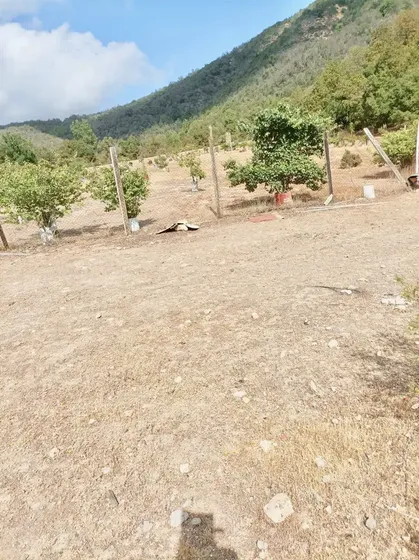 Oportunidad Colliguay, 10 Ha ,en Árboles Frutales Y Nativos