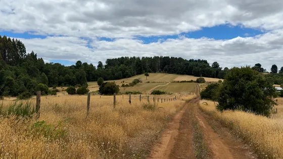 Campo En Venta Con Casa En Fresia, Tegualda, 10,6 Hectáreas