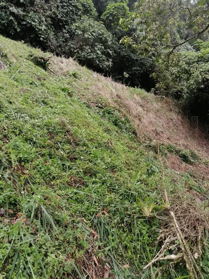 Lote En Venta En San Peregrino/ Manizales (279059449).