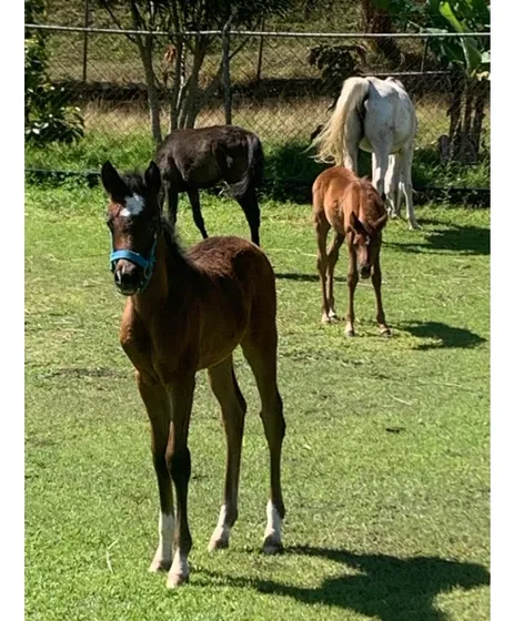 Vendo Caballeriza C/5 Caballos 14.000m2 Tejerías 3053