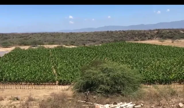 Vendo Finca 4,000 Tareas Con Mejoras Agrícola Mao, Valverde 