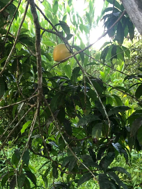 Te Vendo Hermosa Finca En Monte Plata / Pueblo Nuevo.rd