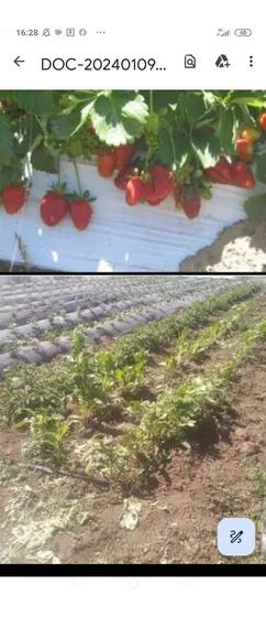 Agrícola En Venta En Melipilla