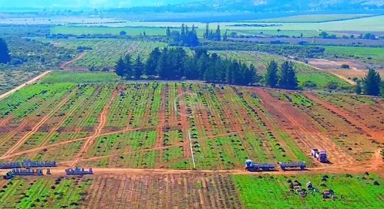Agrícola En Venta En Lolol