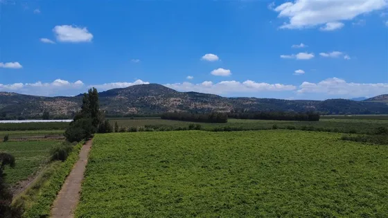 Agrícola En Venta En Chimbarongo