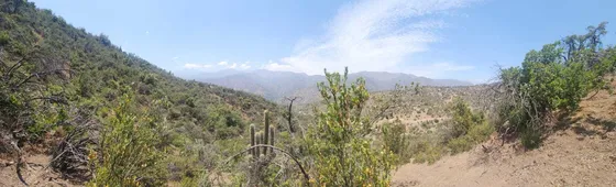 El Arrayan (100786)
