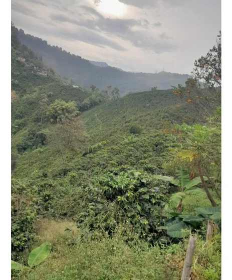 Finca Alto Tablazo Vereda Guacas 