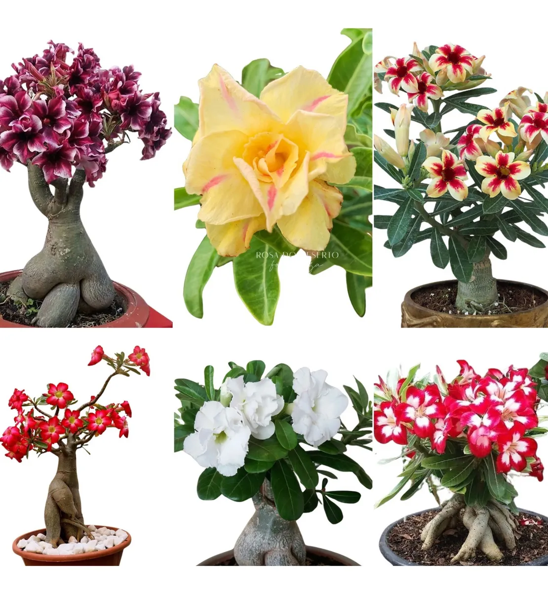 10 Mudas de Rosa Do Deserto dupla ou tripla enxerto