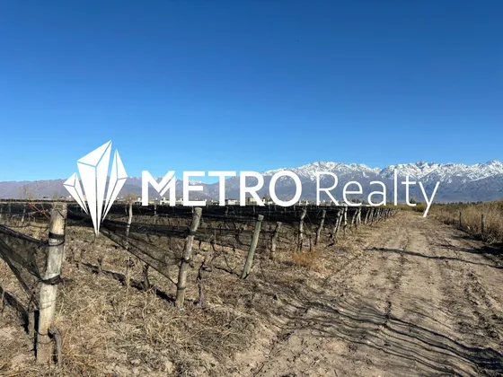 Venta De Finca En Valle De Uco, San Carlos, La Consulta. 10 Hectareas