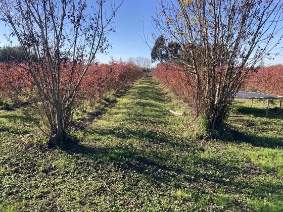 Vendo Terreno Con Arandanos En Produccion 7 Km De Parral