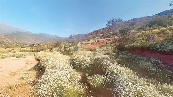 Sitio 5.000m2 En Venta En Olmué