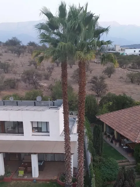 Poda De Palmera Y Tala Arboles En Altura, Extracción Raíces