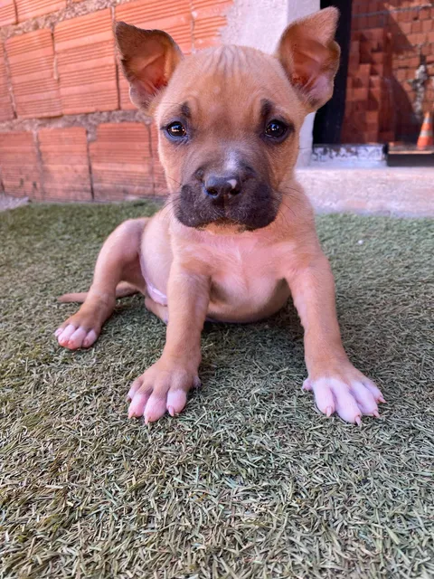 Filhotes De American Staffordshire Terrier