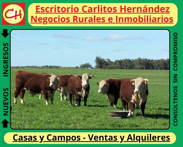 Ref 1054)  Campo Con Establecimiento Completo Agricola Ganadero Para Arrendar Zona 25 De Mayo En Florida Es De Unas 370 Hectareas Con Casco , Galpones , Casa De Personal , Muy Buenas Aguadas Naturales