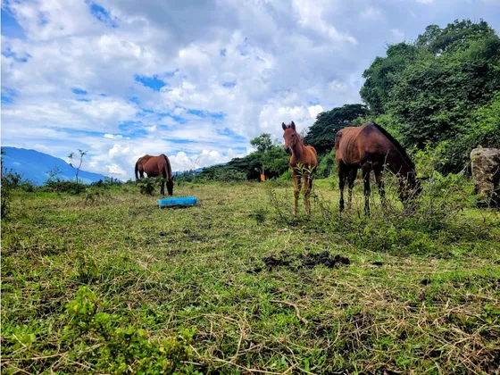 Lote De 4000 Metros Vereda El Totumo De Girardota