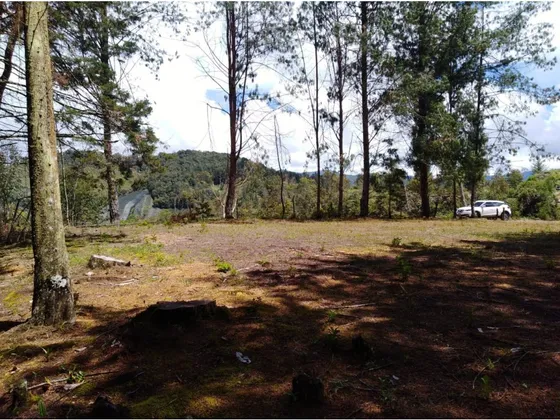 Lote Retiro, Vereda Amapola