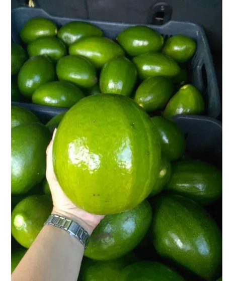 Finca En Yaracuy Productora De Aguacates