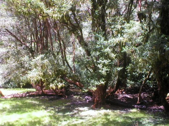  Reserva De La Biósfera Bosques Templados Lluviosos De Los 