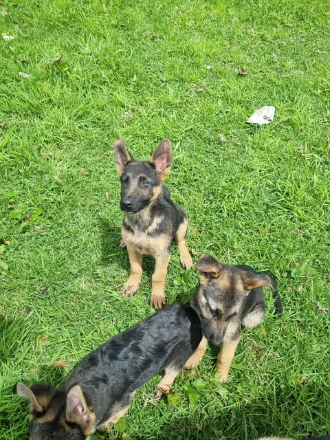  Pastor Aleman Cachorros 