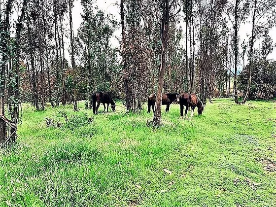 Sitio En Venta En Quintero