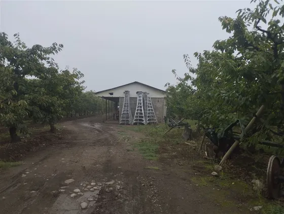 Vende 19 Hás En Producción, Molina, Región Del Maule
