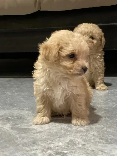 Caniche Toy65568240090241120