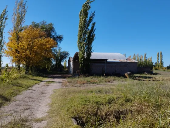 Finca 40 Has, Bowen - Gral Alvear Mendoza